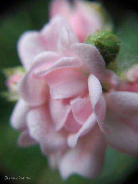 Телефонное макро