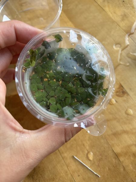 Иллюстрация без описания