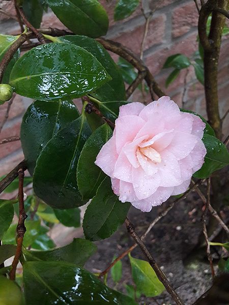 Весеннее буйство