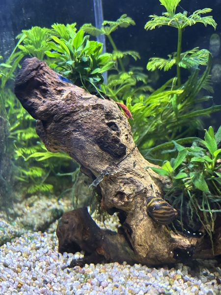 Иллюстрация без описания