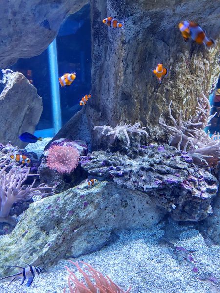 Иллюстрация без описания