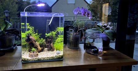 Нано-аквариум для маримо: с креветками, улиткой и прочими радостями.