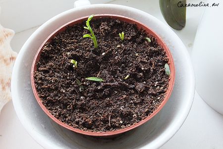 Пришла весна, взошли лимоны