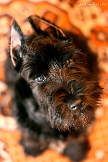 Фрау Гретхен