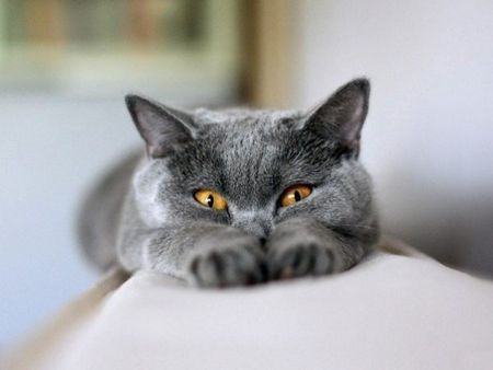 Английский в Skyeng