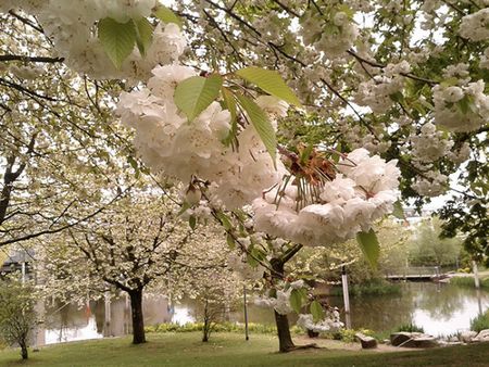 Цветочное безумие