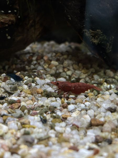 Иллюстрация без описания