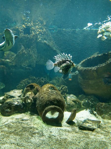 Иллюстрация без описания