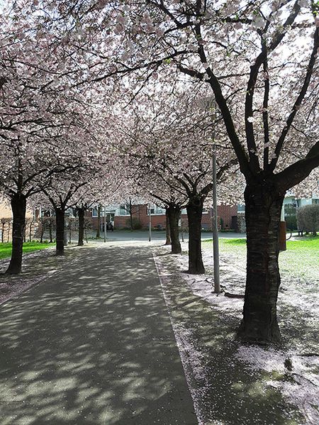sakura-3.jpg