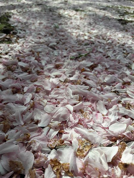 sakura-5.jpg