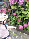 Сезон гортензий 2017