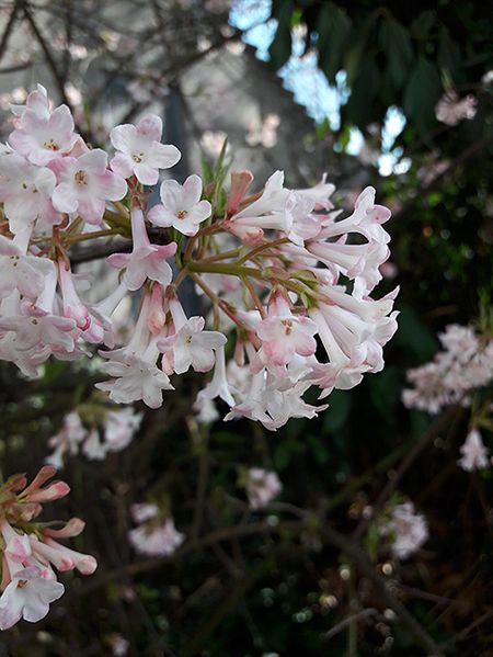 sakura-13.jpg