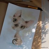 Котики