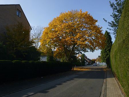 P1100984.jpg