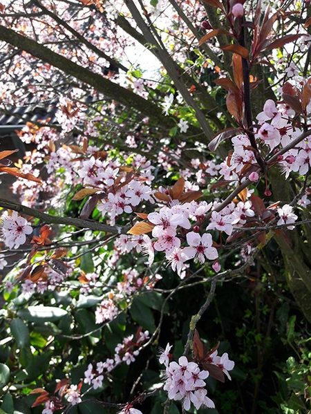 sakura-9.jpg