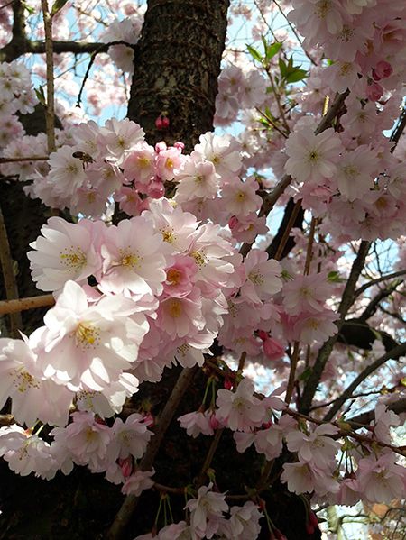 sakura-2.jpg