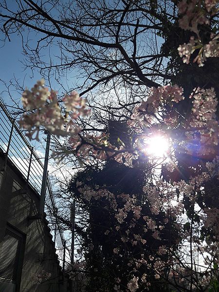 sakura-16.jpg