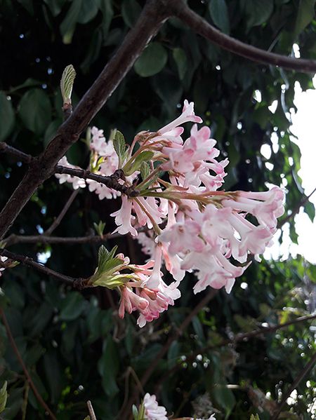sakura-15.jpg