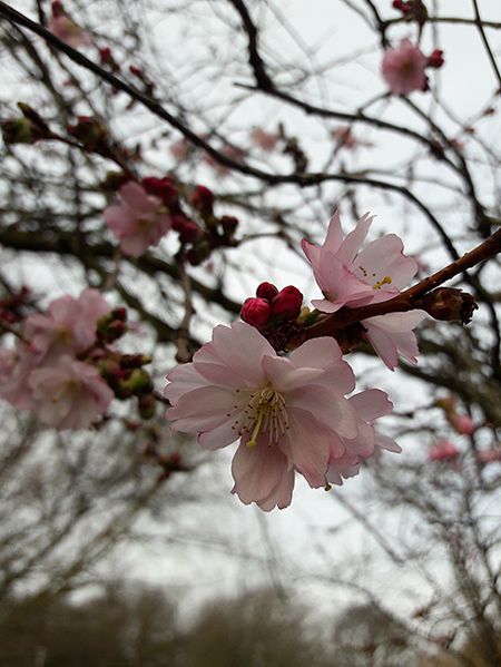 sakura-12.jpg