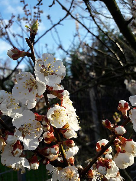 sakura-17.jpg