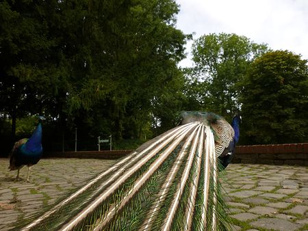 P1100337.jpg