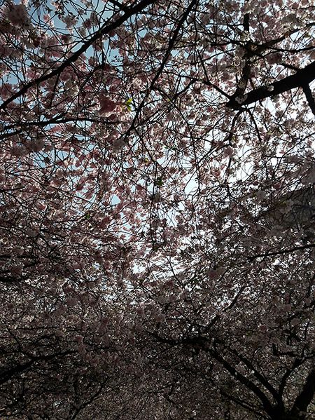 sakura-4.jpg