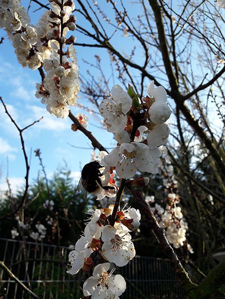 sakura-19.jpg