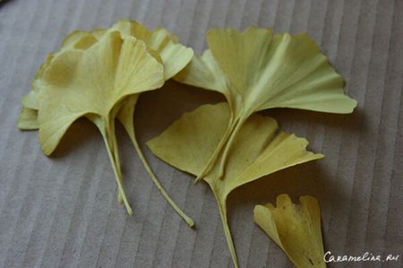 Гинкго